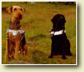 Bilde av Svinty og Janka