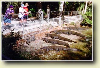 Bilde av Alligatorer