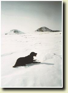 Bilde av Bikkja til Rune